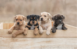 Things To Look for In Your New Puppy’s Breeder