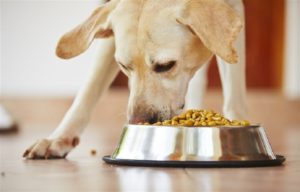 Pet Food That isn't What it Claims to Be